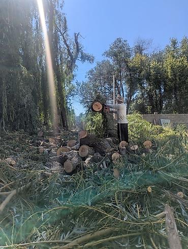 холодильные двери: Профессиональная валка и обрезка деревьев. - Спил деревьев любой — 6