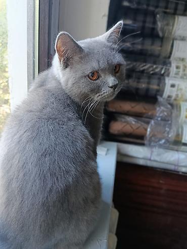 шотл: Кошка даром: Скотиш Страйт (Шотландская прямоухая), 1 год, Мальчик, Приучена к лотку — 5