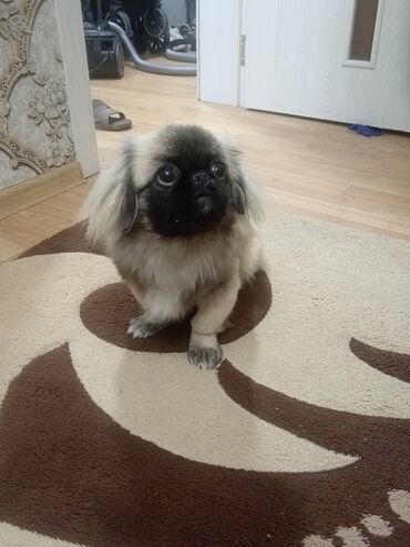 pekines balasi satilir: Pekines, 1 il, Dişi, Peyvəndli, Ünvandan götürmə, Ödənişli çatdırılma