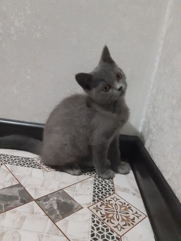 принимаю ящик: Британская короткошёрстная, 4 месяца, Мальчик, Серый, Приучена к лотку