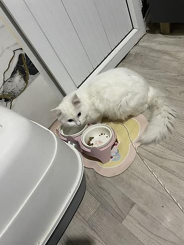 кемпинг стол: Котики — 3