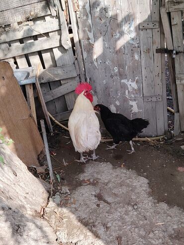 Xoruzlar: Ağ rəngli avstrolop xoruz - Rəng: krem-ağ tüklər, iri qırmızı daraq — 8