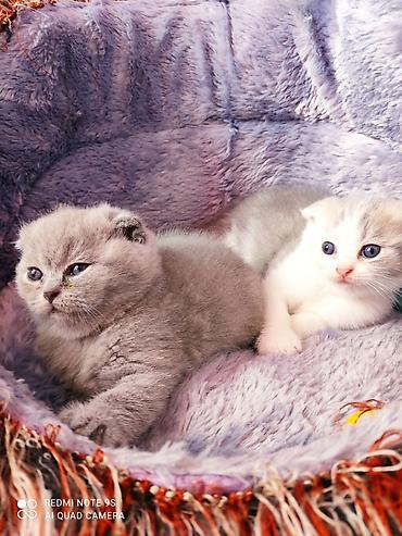 labrador satılır: Şotland yastı qulaq, Erkək, Dişi, Ünvandan götürmə — 7