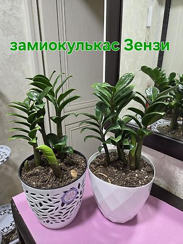 Антуриумы: Антуриум Андре (Anthurium andreanum) - Эффектный комнатный ароид с — 35