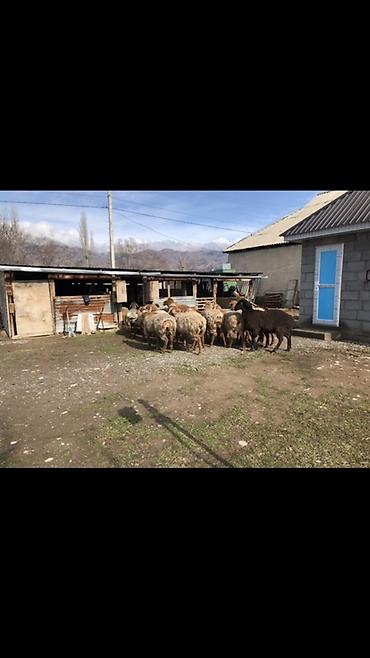 Баран, овца: Продаю | Овца (самка) | Для разведения — 3