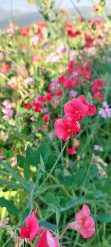 Bal: Müalicəvi Göyçay qaratikan balı 100% tam təbii baldır. Süzülmə bal — 26