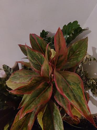 Аглаонемы: Аглаонема пёстрая (Aglaonema), декоративно-лиственное комнатное — 1