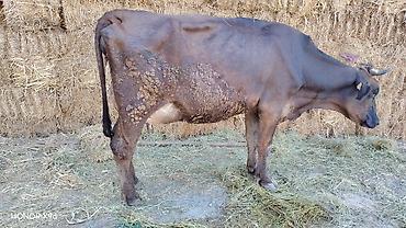 Продаю | Корова (самка) | Для разведения | После отела at lalafo.kg — 4 Продаю | Корова (самка) | Для разведения | После отела — 4