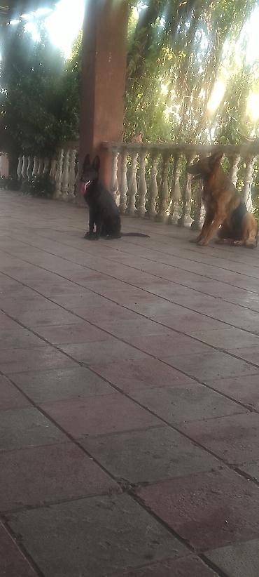 itlerin telimi: Xidmət: Alman çoban iti (German Shepherd) üzrə təlim və müşayiət - İt — 2
