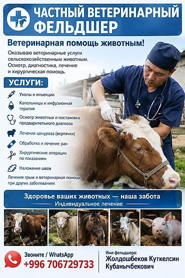борзая собака цена: Вет — 1