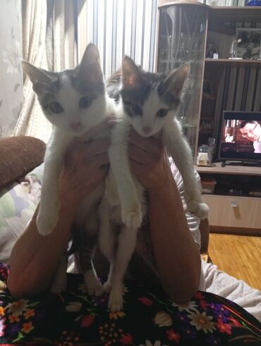 породистые козы: Два котёнка с короткой шерстью, окраска белая с серыми пятнами. Оба