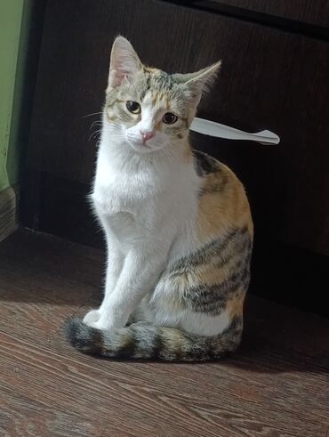 отдам кота в добрые руки: 3 айлык, Ургаачы, Таш бака