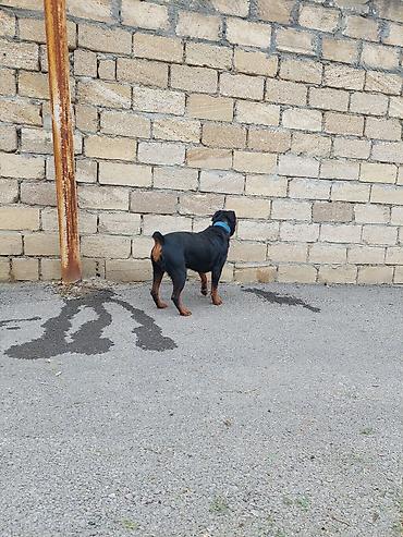 alman coban iti balası: Rotveyler, 2 il, Dişi, Peyvəndli — 5