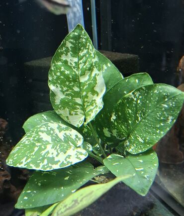 шприц для животных: Редкий вид: Anubias VarKing для аквариума. - Эффектная
