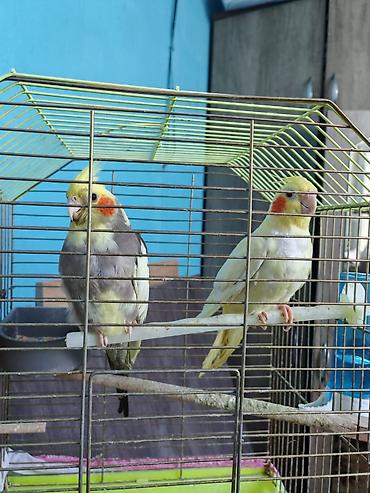 quşlar: 2 erkek 2 dişi ördək.4 bala, balanın 3 ü erkek 1i,dişi.toplam 100azn — 2