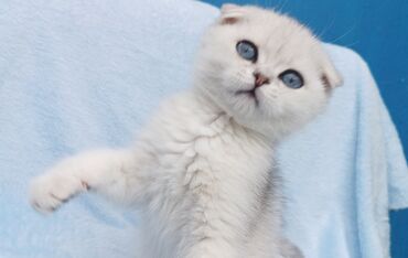 лысые коты: Продается шотландский котенок Скоттиш Фолд 💕 Серебристая шиншилла