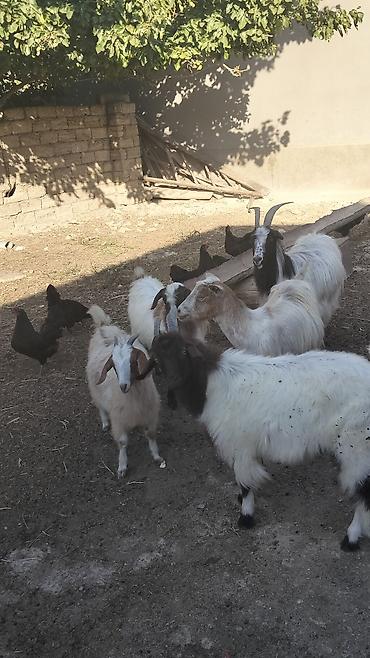 Keçilər, çəpişlər: 2 ana keci Cavan 2 erkek 1 disi bala 
yer olmadiqi ucun satilir — 1