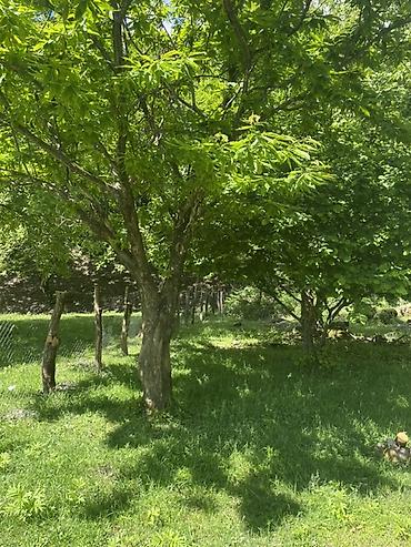 Torpaq sahələrinin satışı: Tikinti, Mülkiyyətçi, Kupça (Çıxarış) — 12
