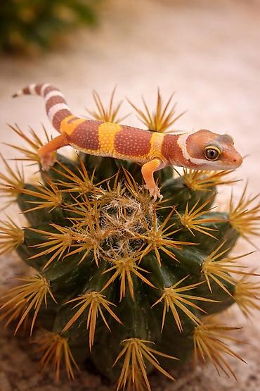 taxta qurdu: Leopard gekko – narıncı çalarların üstünlük təşkil etdiyi gözoxşayan — 1