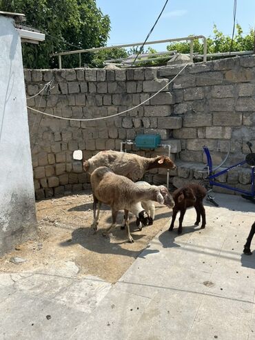 Qoyunlar, qoçlar: Dişi, Qala, il: 1, Damazlıq, Ünvandan götürmə