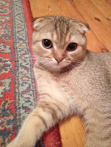 Pişiklər: Britan yastı qulaq, Erkək — 1