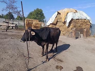 Коровы, быки: Продаю | Корова (самка) | На откорм | После отела — 3