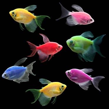 lasos baligi: Glofish, Sülhsevər, Ödənişli çatdırılma — 2