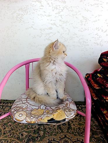 cat sofa: Скотиш Страйт (Шотландская прямоухая), 3 месяца, Мальчик, Золотая шиншилла, Приучена к лотку, Проглистована — 6