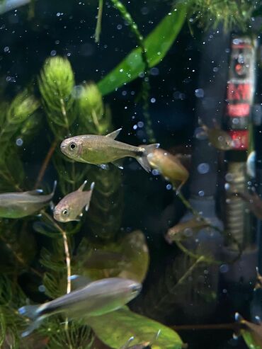 Аквариумы: Green Aqua — рыбки и растения для аквариума 🐟🌿 ▪️ Пресноводные рыбки и — 6