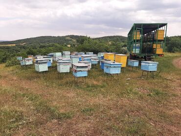 Digər kənd təssərüfat avadanlığı: Köçəri arıçılıq üçün komplekt trailer-karavanlar və avadanlıqlar - Üç — 10