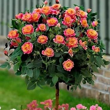 Роза: Продаю Розы ОПТОМ!!! На продажу есть розы в большом количестве разных — 17