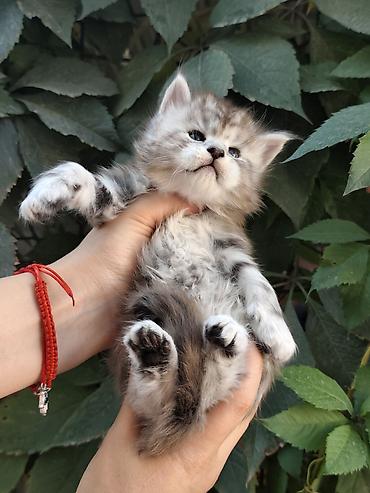 Продажа кошек: Предлагаются котята мейн-куна,в шикарном типе🧿🧿🧿🧿🧿 Котята рождены от — 7