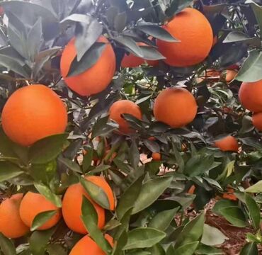 каробка под банан: Апельсиндер