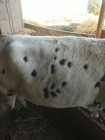 Продам с/х животных: Продаю | Корова (самка) | Для молока | Привязанные — 3