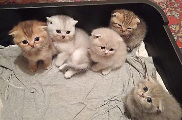 Pişiklər: Şotland — 9