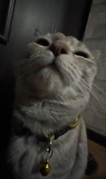 Находка и пропажа кошек: Пропала : Беспородная, Девочка — 2