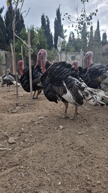 Hinduşka: Erkək, Amerika, Damazlıq, Ünvandan götürmə — 11