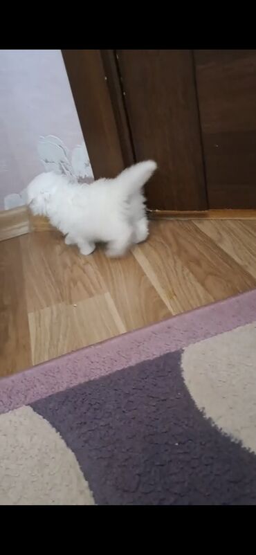 Pişiklər: Şinşilla, Dişi -da lalafo.az — 6 Pişiklər: Şinşilla, Dişi — 6