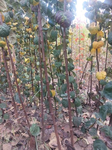 Tinglər: Məhsul: Armud tingləri və meyvəlik ağaclar - Növ: Armud (şəkildə — 16