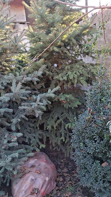 Декоративные деревья: Саженцы деревьев: Ели — 2