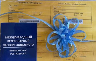 İtlər: Kane-Korso, 3 ay, Erkek, Sənədli — 6