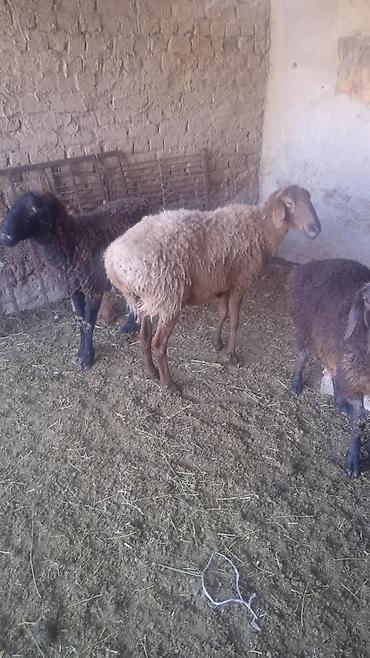 Бараны, овцы: Продаю | Овца (самка) | Для разведения | Ярка — 12