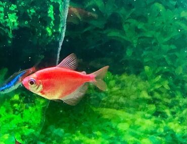 Balıqlar: Akvarium baliglarinin satiwi 🐬Ağ şəffav danio ve glofishler 0.40azn 🦈 — 9
