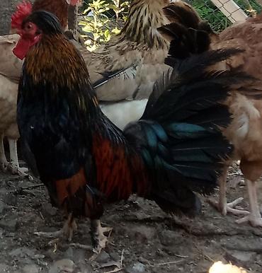 etlik cuceler: Toyuq, Damazlıq, Ünvandan götürmə — 1