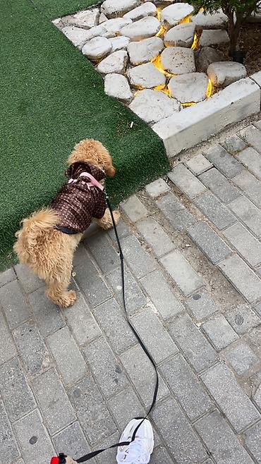 itler ucun xaltalar: Pudel, 6 ay, Dişi — 4