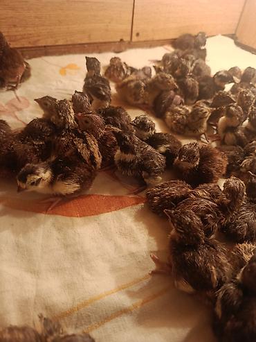 Qirqovul cuceleri
Şəkillərdə göstərilən miqdarda cücələr mövcuddur lalafo.az -da Qirqovul cuceleri
Şəkillərdə göstərilən miqdarda cücələr mövcuddur