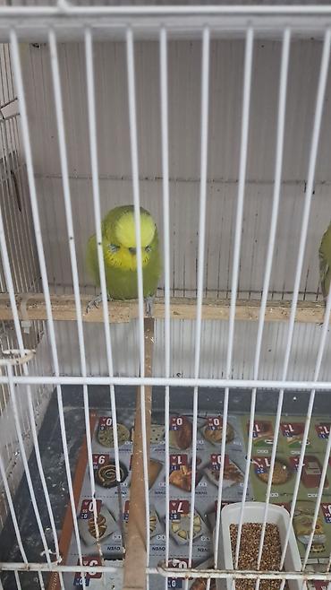 cex quşlar: 3 ədəd erkək jumbo,12 ədəd jumbo çex qarışıq — 6