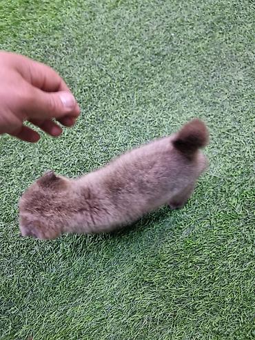 Кошки: Skotiş fold balaları – ağ və boz rənglərdə - Cins: Scottish Fold — 8
