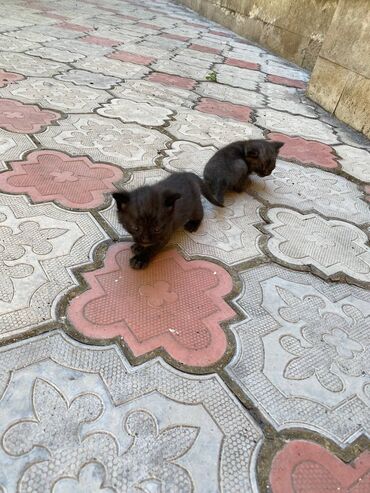 серый кот: Отдам котят в добрые руки, им 1,5 месяцев обе девочки