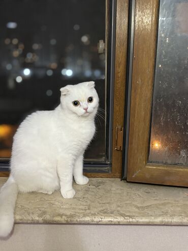 Pişiklər: Şotland, Dişi, Yaxşı əllərə, Pulsuz çatdırılma -da lalafo.az — 3 Pişiklər: Şotland, Dişi, Yaxşı əllərə, Pulsuz çatdırılma — 3